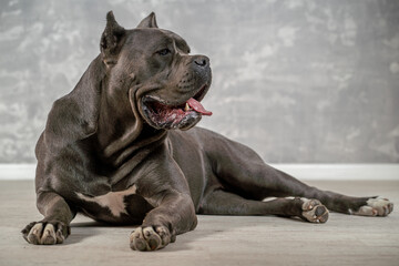 Large gray dog resting comfortably on a wooden floor in a modern interior setting with a textured wall