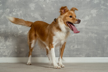 Joyful dog enjoying a playful moment indoors in a stylish setting with a textured gray wall © Mirela