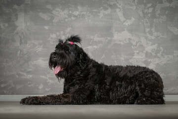 Black dog with pink bow sitting elegantly against a textured backdrop in a well-lit room