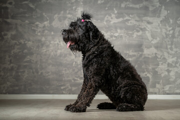 Black dog with a pink ribbon poses against a textured gray background in a studio setting during a calm afternoon