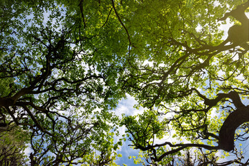Old green linden trees and spring blue sky