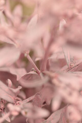Smoke selective soft focus Flower twig. Nature blur light beige, pink background.