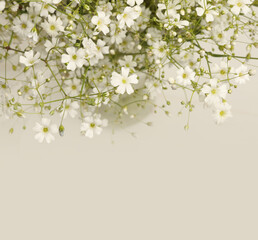 Smoke White flower bouquet. Nature neutral beyge gray background.