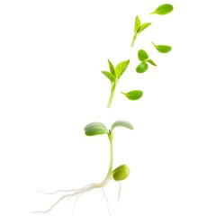 Obraz premium Young green seedling with two leaves and developed root system, isolated on white