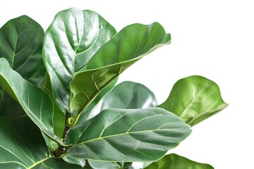 Obraz premium Lush, vibrant leaves of a fiddle-leaf fig plant against a bright background.