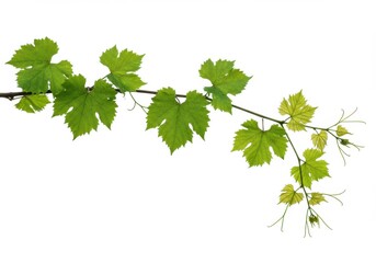 Vine branch with vibrant green leaves against isolated on white background