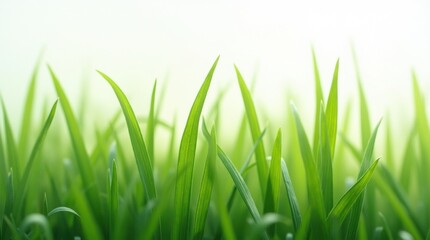 Fototapeta premium Highly detailed blades of lush green grass digitally enhanced and isolated on a white background for natural product use. 
