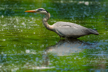 Grey heron in the river