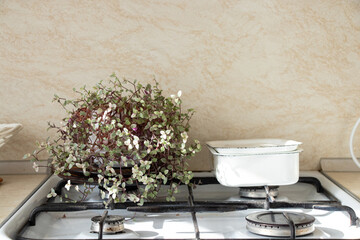 Gas stove with a plant on the burner and dishes in the kitchen