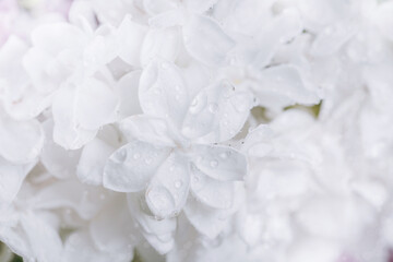 Delicate white lilac flower petals with visible water droplets in close up macro perspective