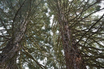 Teilaufnahme von Riesenmammutbäumen (Sequoiadendron giganteum) 