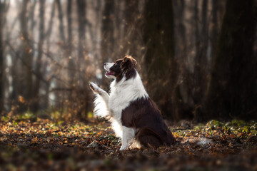 Dog performs a trick while sitting in a sunlit forest surrounded by autumn leaves