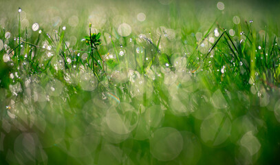 Obraz premium tło z soczystej trawy z pięknym rozmyciem