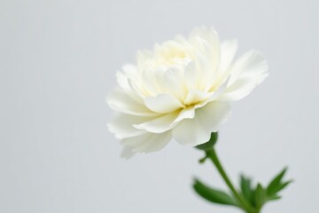 Fototapeta premium Single white carnation, pure white petals, minimalist backdrop, bloom, carnation