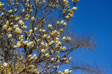  árbol de magnolia