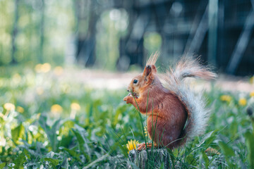 A squirrel runs on the grass © evastud