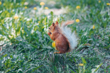 A squirrel runs on the grass