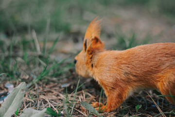 A squirrel runs on the grass