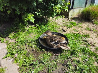 Two ducks are chilling in the grass. Northern Shoveler duck. Few wild ducks sitting on the grass in the park.
