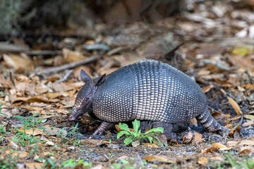 Obraz premium armadillo feeding