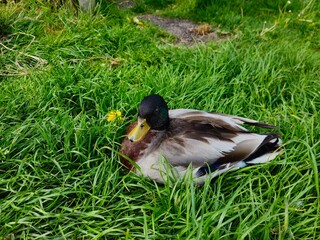 Two ducks are chilling in the grass. Northern Shoveler duck. Few wild ducks sitting on the grass in the park.