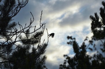 bird in flight between trees