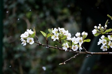 pear blossoms in spring under the snow