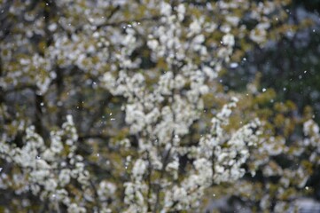cherry blossoms in spring under the snow