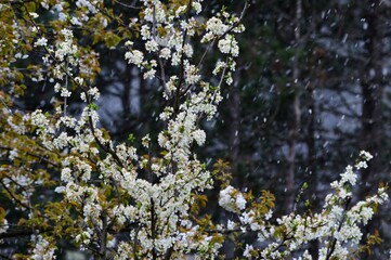 cherry blossoms in spring under the snow