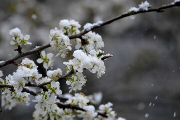 cherry blossoms in spring under the snow
