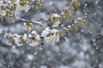 cherry blossoms in spring under the snow