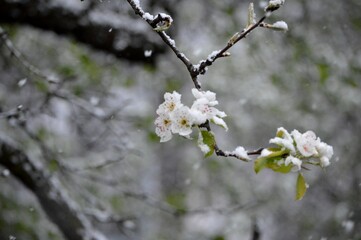cherry blossoms in spring under the snow