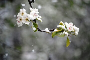 pear blossoms in spring under the snow