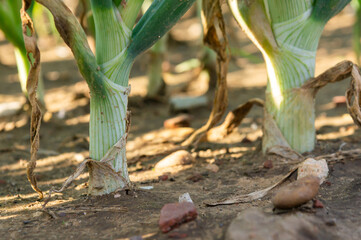 Little giant: Close-up of onion stalk emerging from the soil of a cultivated field.