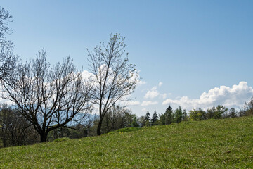 pâturage au Salève 