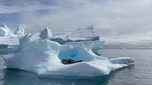 A Weddell seal is resting comfortably on an iceberg amid the tranquil waters of Antarctica