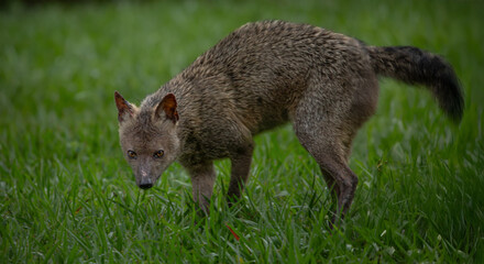Crab-eating fox (Cerdocyon thous), the forest dog