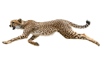 Cheetah Runs At Full Speed Its Legs  isolated on a transparent background