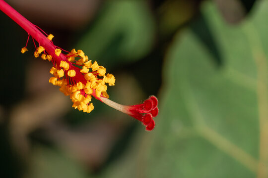 Fototapeta Hibiscus Flower Stigma and Stamens Macro