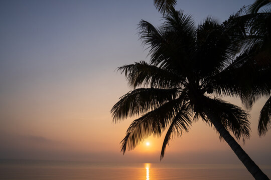 Palm Trees at Sunset over Water in Belize
