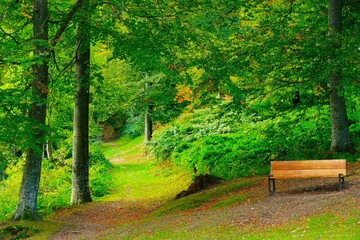 A wooden bench in a beautiful green forest with trees and a little path, nature scenery