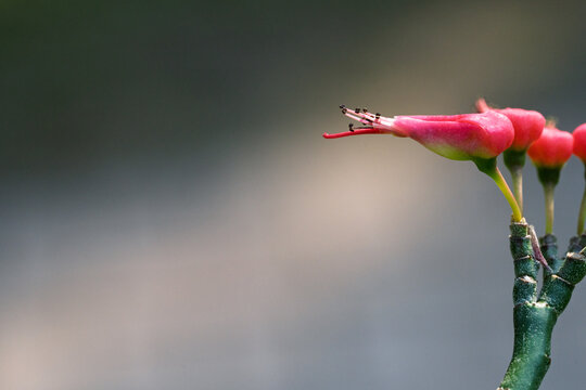 Pedilanthus tithymaloides (Redbird Cactus) Flower Close-Up