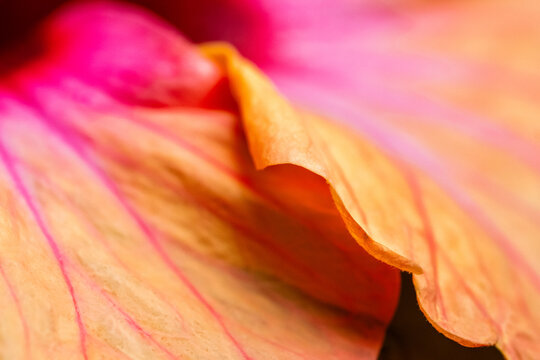 Close-up of Orange Hibiscus Flower Petal