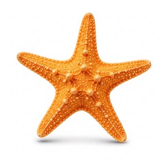 Orange starfish on white background.