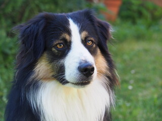 Chien Berger Américain dans un pré