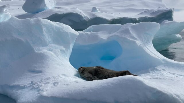 A Weddell seal is resting comfortably on an iceberg amid the tranquil waters of Antarctica