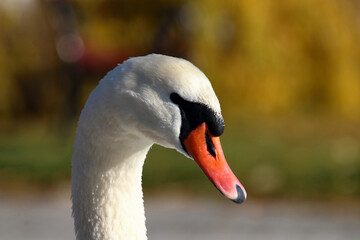 Fototapeta premium Close-up of a swan.