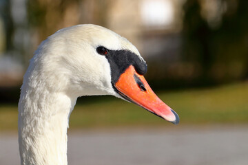 Fototapeta premium Close-up of a swan.