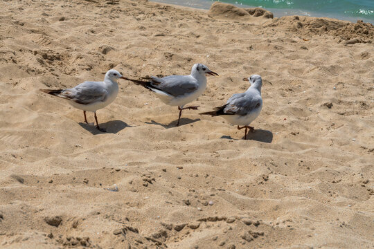 Three seagulls gather on the sandy shores, engaging in a lively interaction under the bright sun. The turquoise sea provides a serene backdrop to the scene.