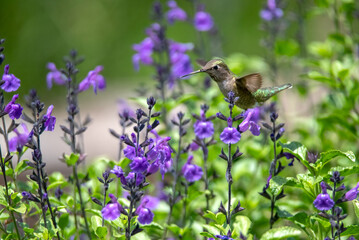 Hummingbird frozen in action in front of purple salvia flowers waiting to drink 